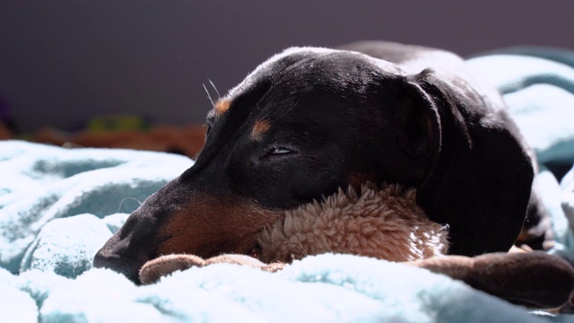 腊肠犬，黑色和棕色，睡在柔软的玩具床上，晒太阳在温暖的早晨视频素材