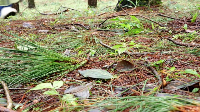 亚洲女人徒步在松树林与雨衣和滑下在雨天地板的底部。视频素材