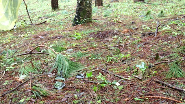 亚洲女人徒步在松树林与雨衣和滑下在雨天地板的底部。视频素材