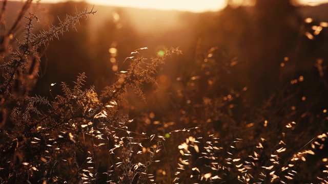 在夕阳下，草花随风摇曳，背景模糊。草甸在农村的秋天-近景-环境和自然的概念视频素材