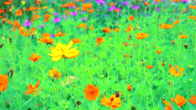 硫磺宇宙或黄色宇宙花盛开在花园里视频素材