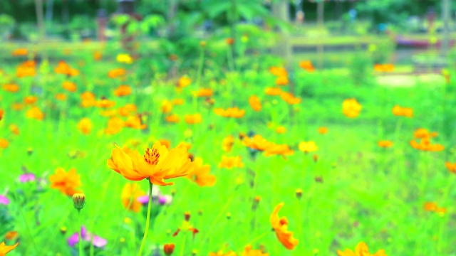 硫磺宇宙或黄色宇宙花盛开在花园里视频素材