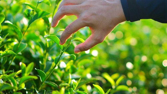 清晨的阳光下，茶园里新鲜的绿茶叶子。视频素材