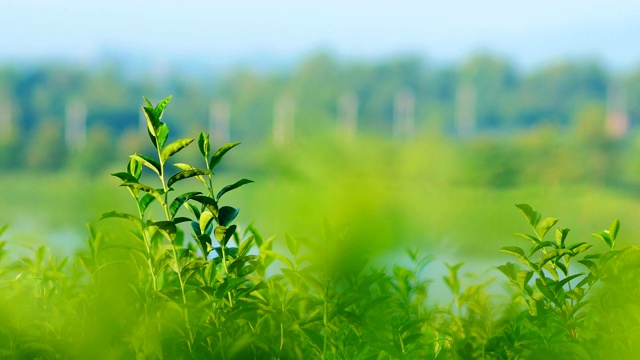 清晨的阳光下，茶园里新鲜的绿茶叶子。视频素材