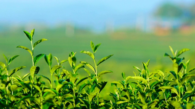 清晨的阳光下，茶园里新鲜的绿茶叶子。视频素材