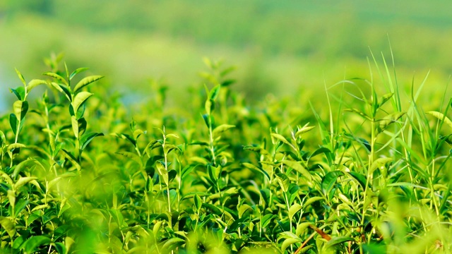 清晨的阳光下，茶园里新鲜的绿茶叶子。视频素材