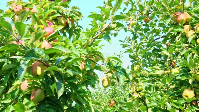 夏天，新鲜成熟的苹果挂在树上，等待收割视频素材