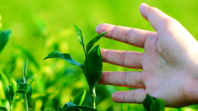 清晨的阳光下，茶园里新鲜的绿茶叶子。视频素材