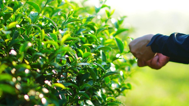 清晨的阳光下，茶园里新鲜的绿茶叶子。视频素材