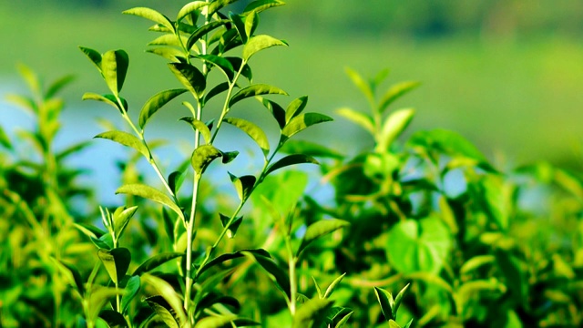 清晨的阳光下，茶园里新鲜的绿茶叶子。视频素材