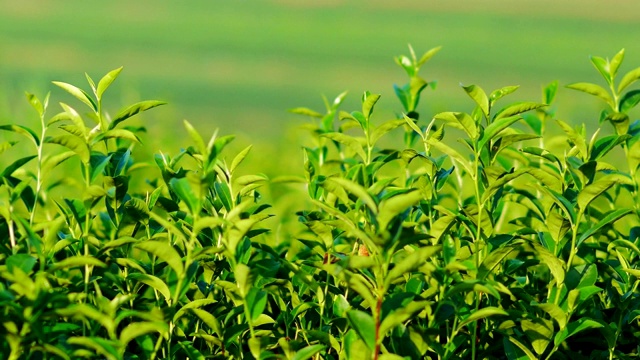 清晨的阳光下，茶园里新鲜的绿茶叶子。视频素材