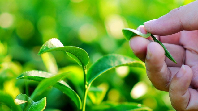 清晨的阳光下，茶园里新鲜的绿茶叶子。视频素材