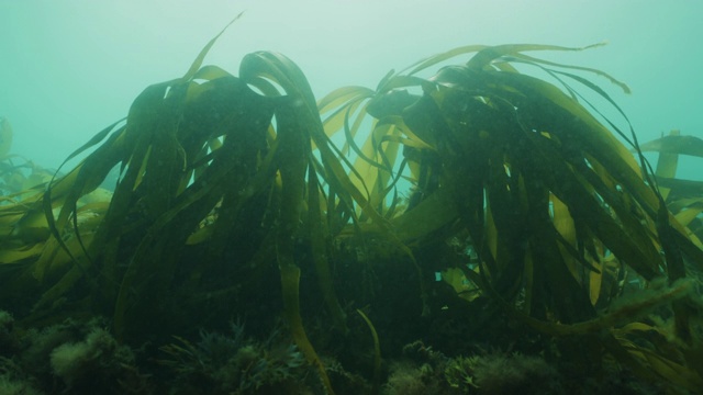 海带和海藻视频素材