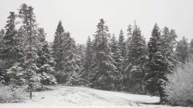 雪景与松树在冬季的镜头。视频素材