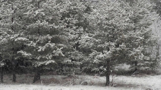 雪景与松树在冬季的镜头。视频素材