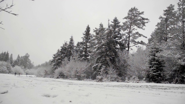 雪景与松树在冬季的镜头。视频素材