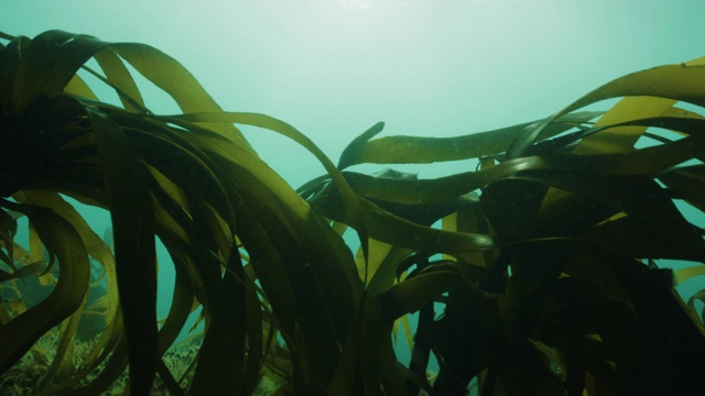 海带近距离观察视频素材