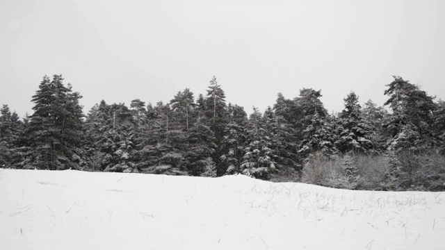 雪景与松树在冬季的镜头。视频素材