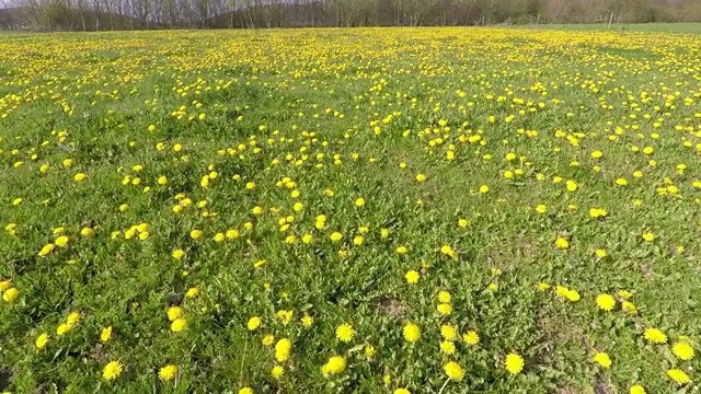 一片蒲公英盛开的草地视频素材