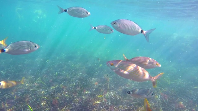 地中海中的一群鱼。水下风景的海滨罗特海滩，德尼亚，西班牙。视频素材