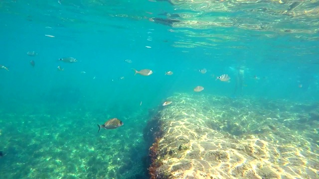 地中海中的一群鱼。水下风景的海滨罗特海滩，德尼亚，西班牙。视频素材