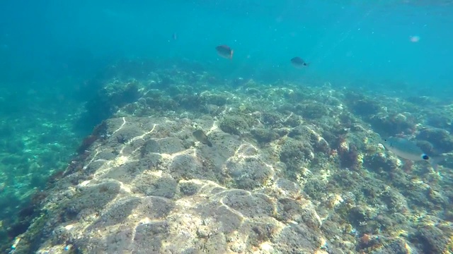 地中海中的一群鱼。水下风景的海滨罗特海滩，德尼亚，西班牙。视频素材