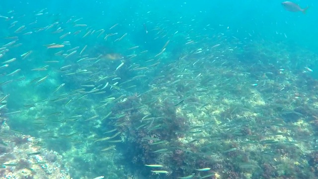 地中海中的一群鱼。水下风景的海滨罗特海滩，德尼亚，西班牙。视频素材