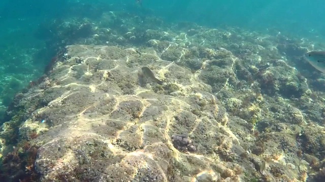 地中海中的一群鱼。水下风景的海滨罗特海滩，德尼亚，西班牙。视频素材