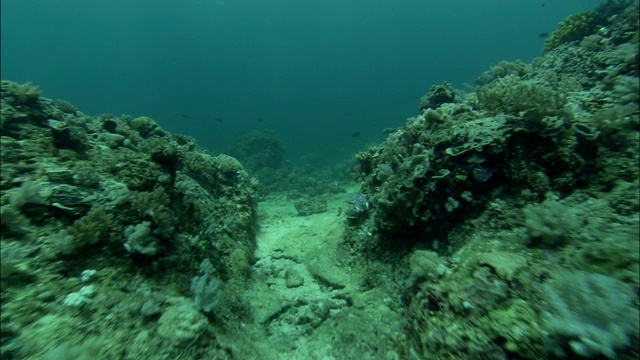 阳光在大堡礁附近的海底荡起涟漪。视频素材