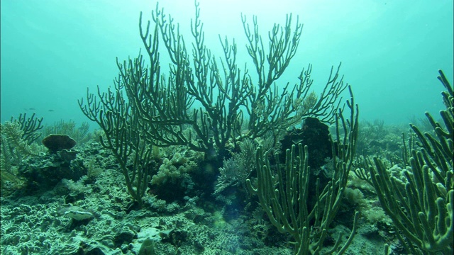 一股洋流轻轻地摇晃着大堡礁沿岸水生植物的枝条。视频素材