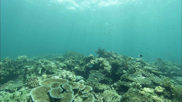 阳光使大堡礁沿岸的浅海床上布满斑纹。视频素材