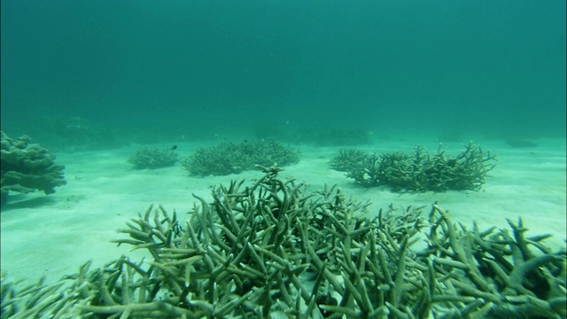 水生植物点缀着大堡礁的海床。视频素材