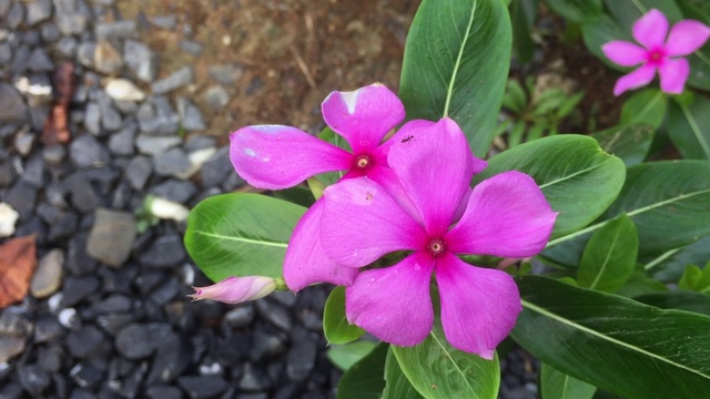 Catharanthus roseus G.Don花在树上视频素材