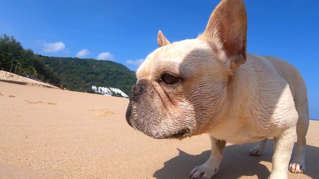 一只法国斗牛犬在海滩上玩一个蓝色的球视频素材