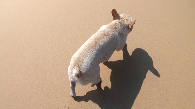 一只法国斗牛犬在海滩上玩一个蓝色的球视频素材