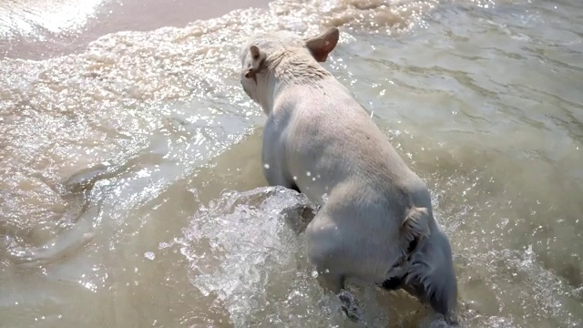 一只法国斗牛犬试图抓住漂浮在海里的球视频素材