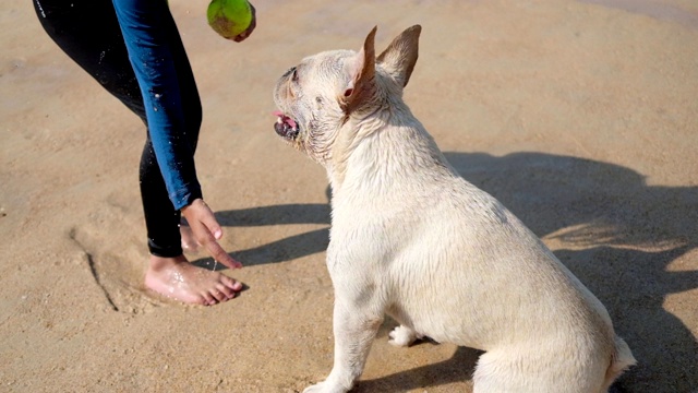 小女孩发出一个命令，要求和一只法国斗牛犬握手视频素材