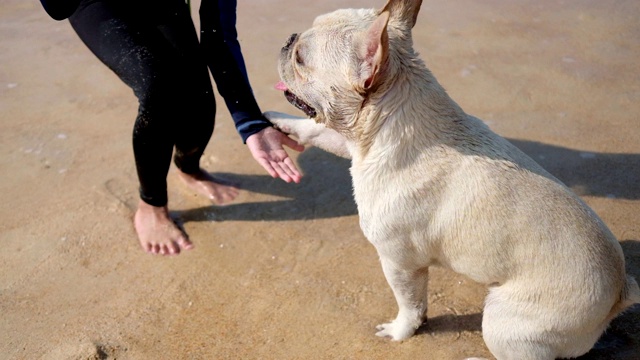 小女孩发出一个命令，要求和一只法国斗牛犬握手视频素材