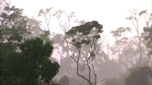 大雨落在森林里。视频素材