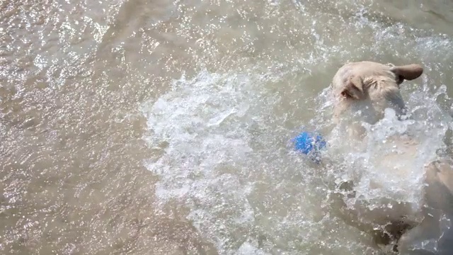 一只法国斗牛犬试图抓住漂浮在海里的球视频素材