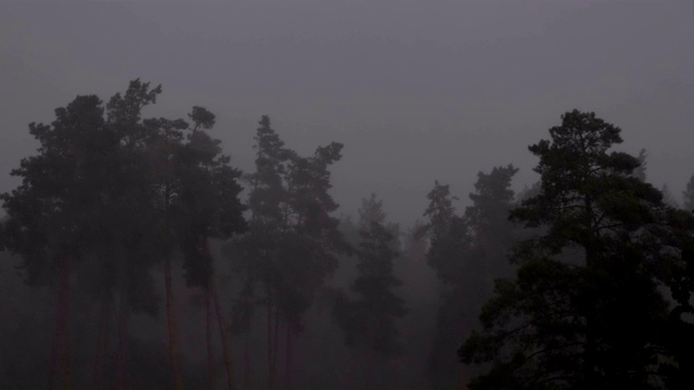 绿色森林里的闪电暴雨。缓慢的运动。雨滴坠落视频素材