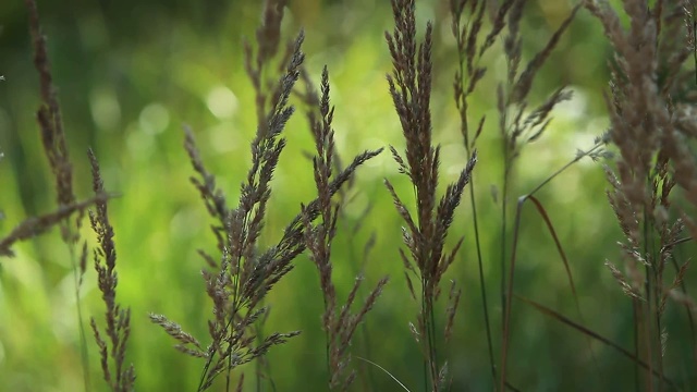 秋天草地上的草地视频视频素材