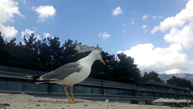 蓝天白云映衬下，一只白色的海鸥站在码头上。一只白色海鸥站在码头上的特写。视频素材