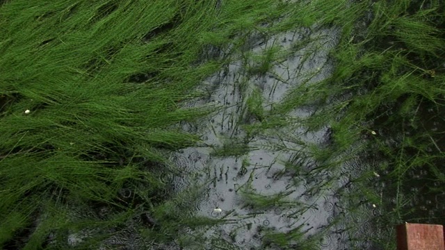 雨滴溅进深草丛中的水坑里。视频素材