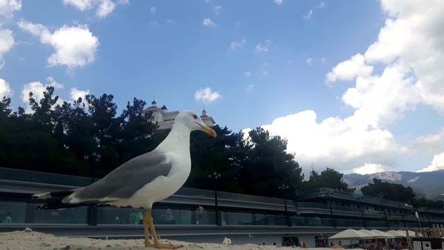 蓝天白云映衬下，一只白色的海鸥站在码头上。一只白色海鸥站在码头上的特写。视频素材