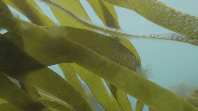 海带和海冷杉视频素材