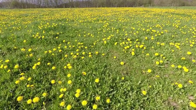 一片蒲公英盛开的草地视频素材