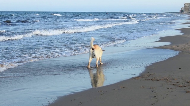 一只拉布拉多犬在海滩上玩得很开心视频素材