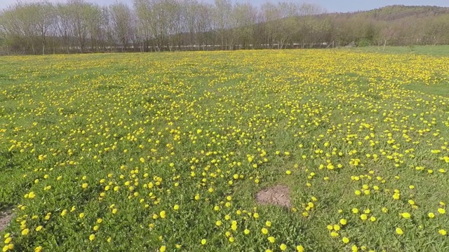 一片蒲公英盛开的草地视频素材