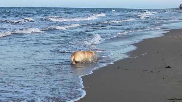 一只拉布拉多犬在海滩上玩得很开心视频素材